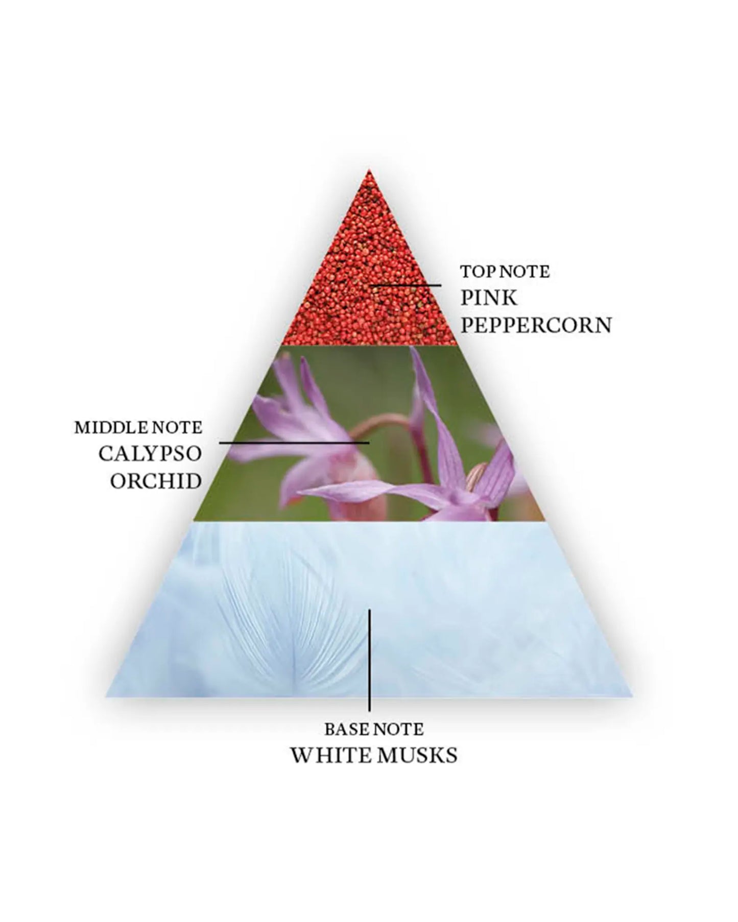Yin Transformation By The Harmonist