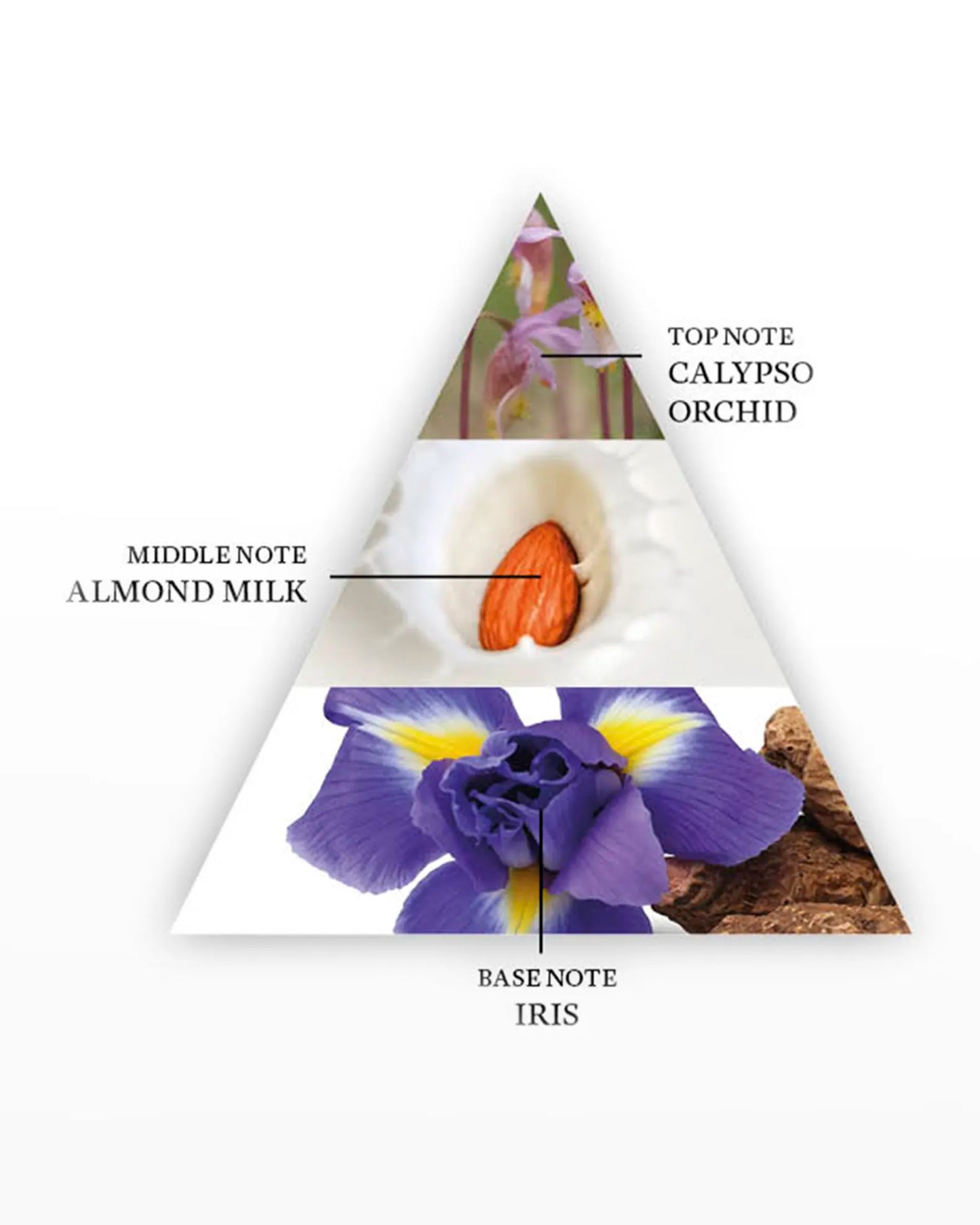 Yin Transformation By The Harmonist